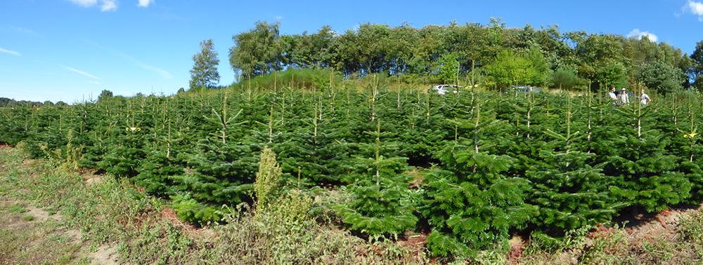 Dovoz z Dánska Po úspěšném vstupu na trh s vánočními stromky - foto 6