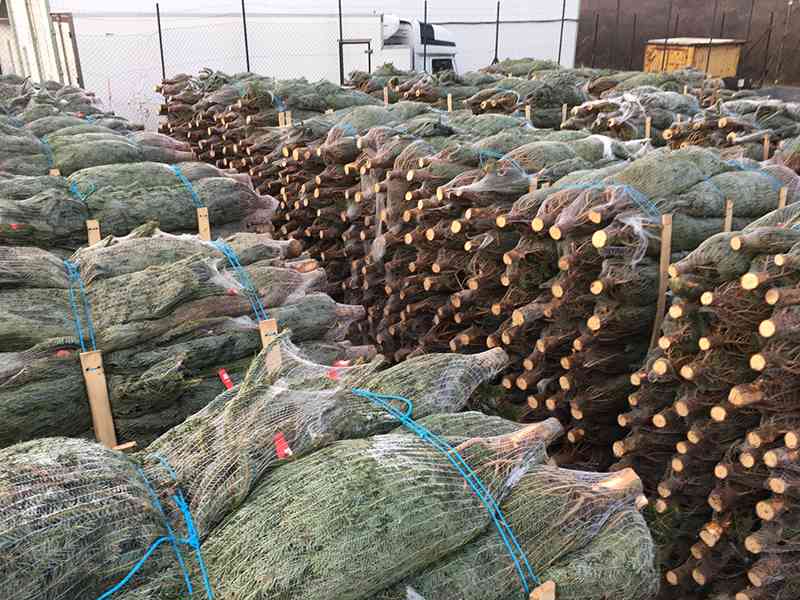 Dovoz z Dánska Po úspěšném vstupu na trh s vánočními stromky - foto 3