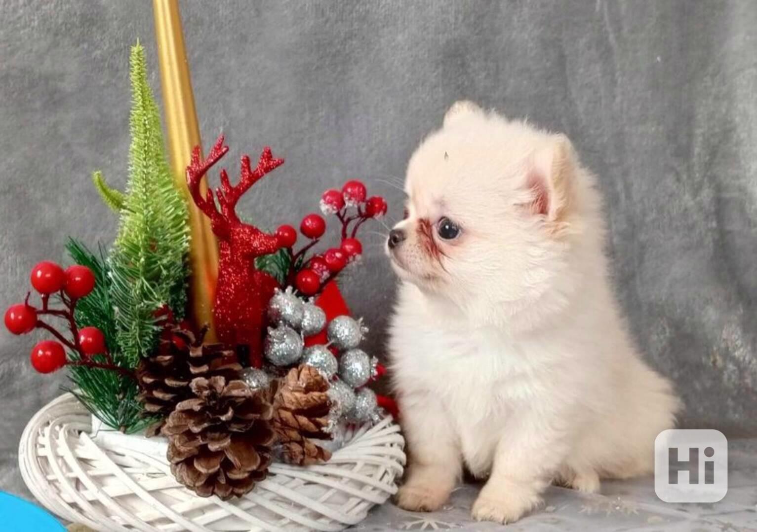 POMCHI - POMERANIAN x ČIVAVA - MINI PEJSEK - foto 1