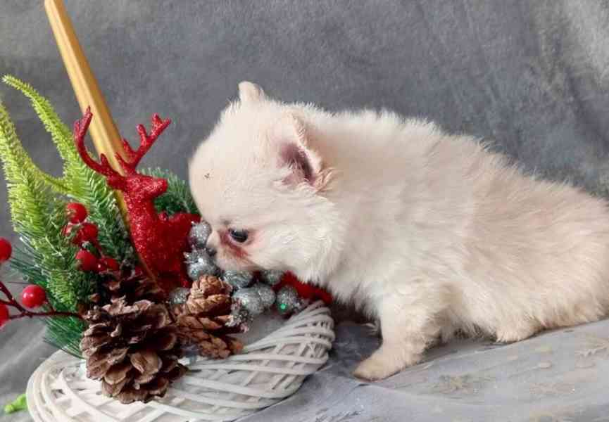 POMCHI - POMERANIAN x ČIVAVA - MINI PEJSEK - foto 5