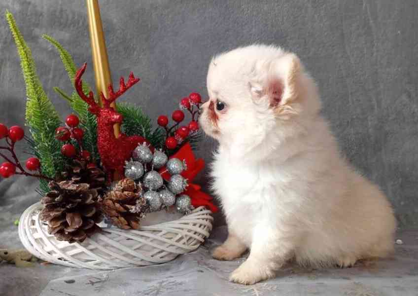 POMCHI - POMERANIAN x ČIVAVA - MINI PEJSEK - foto 2