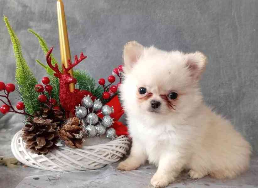 POMCHI - POMERANIAN x ČIVAVA - MINI PEJSEK - foto 4