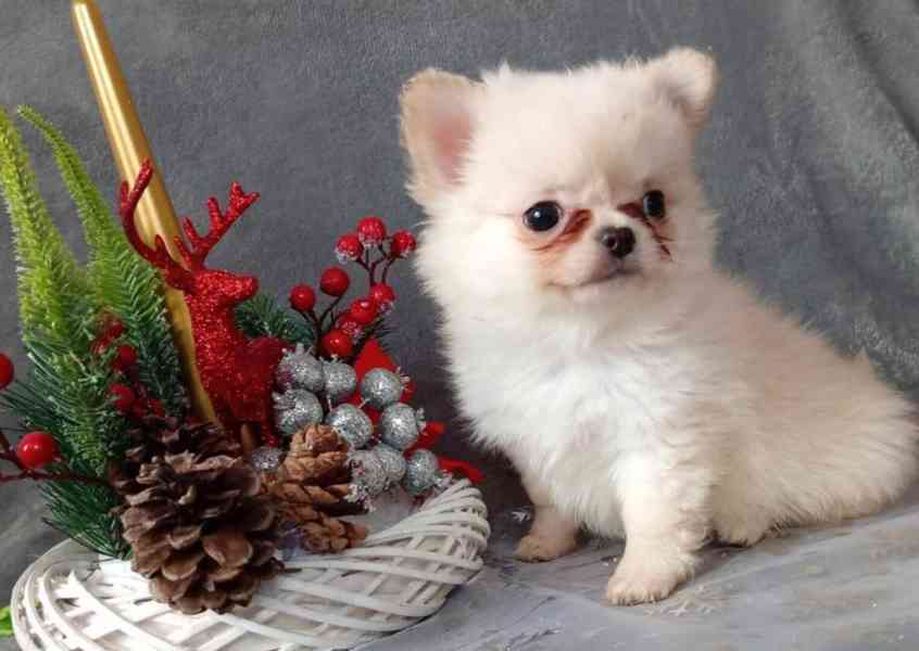 POMCHI - POMERANIAN x ČIVAVA - MINI PEJSEK - foto 3