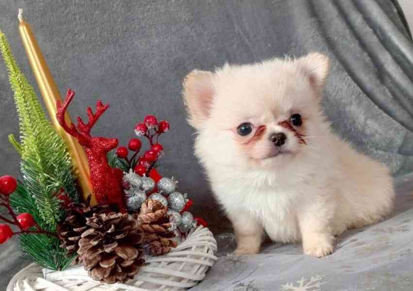 POMCHI - POMERANIAN x ČIVAVA - MINI PEJSEK - foto 6