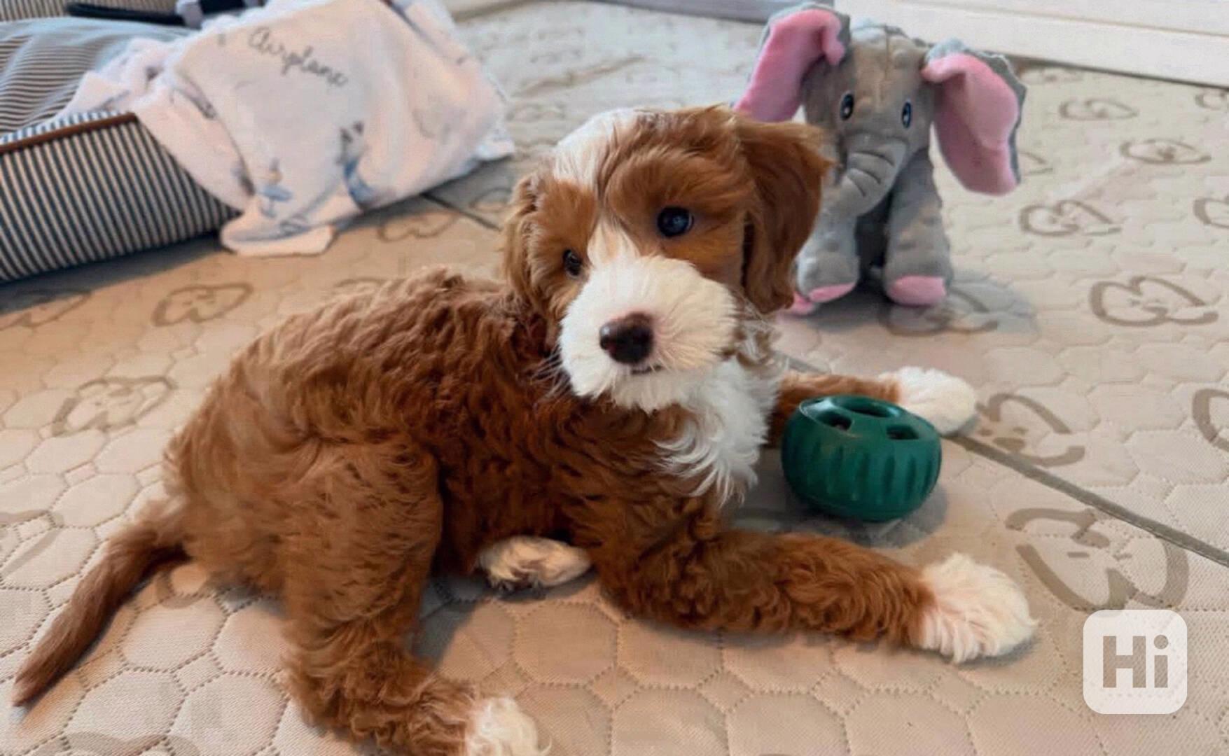 Štěňata Golden Doodle k adopci. - foto 1