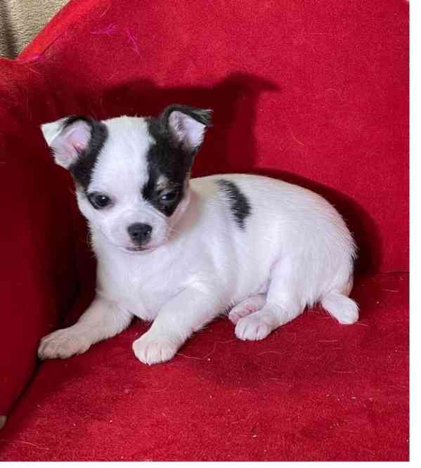 Štěňata čivavy k adopci zdarma