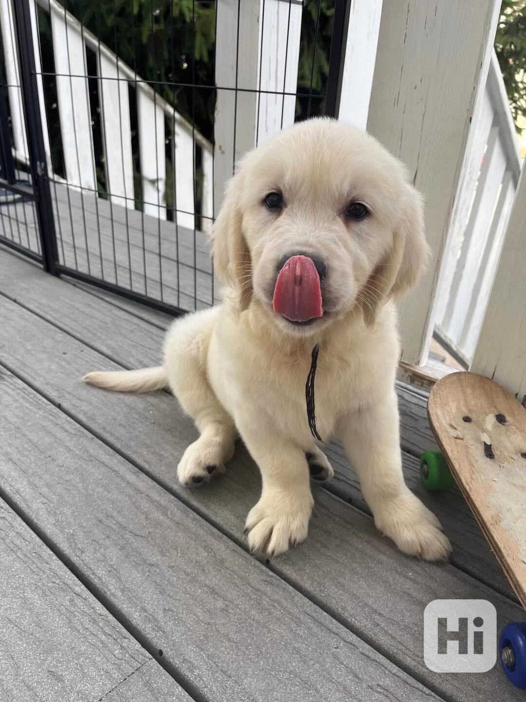 Rozkošná štěňata zlatého retrívra - foto 1