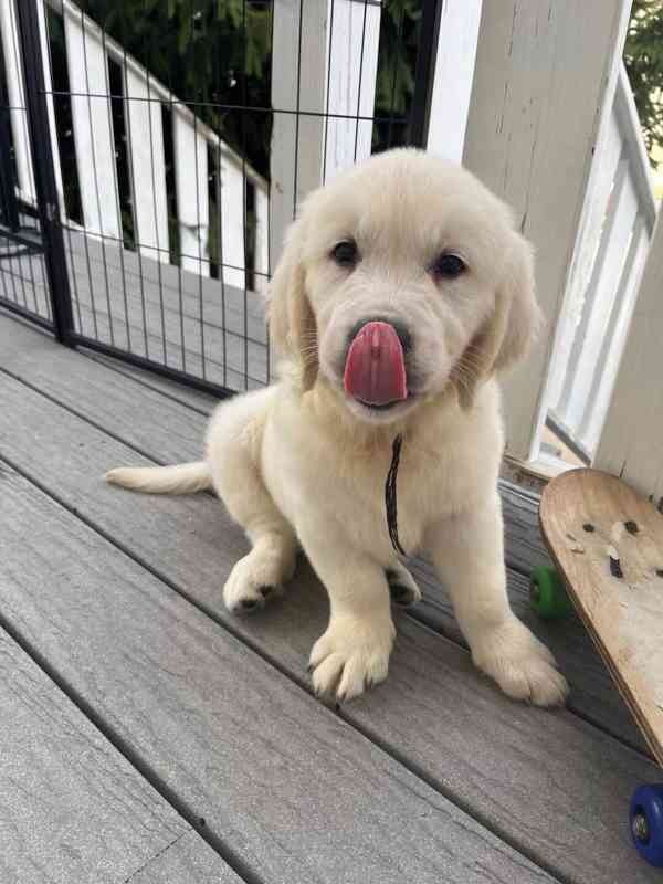 Rozkošná štěňata zlatého retrívra