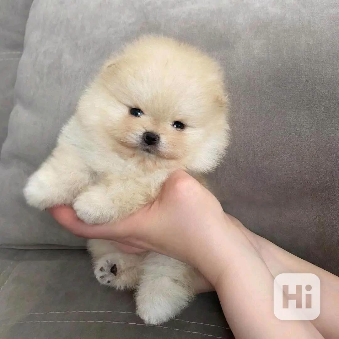 Pomeranian puppy  - foto 1