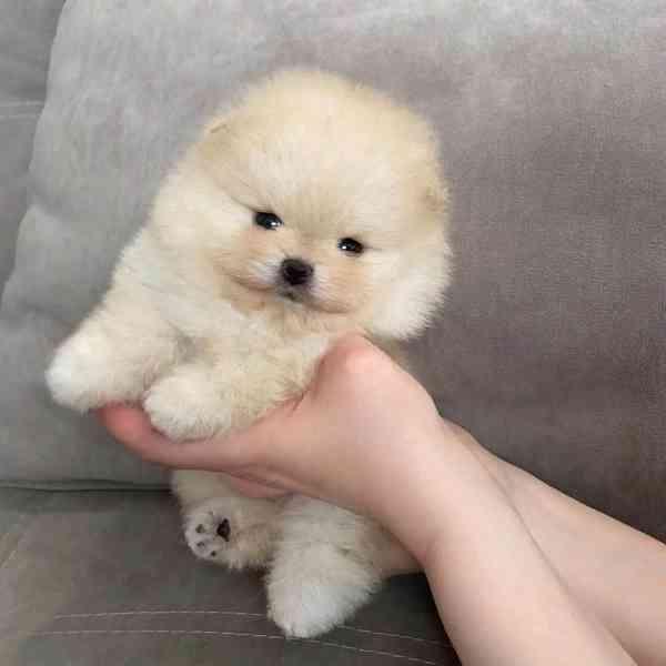 Pomeranian puppy 