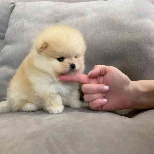 Pomeranian puppy  - foto 3
