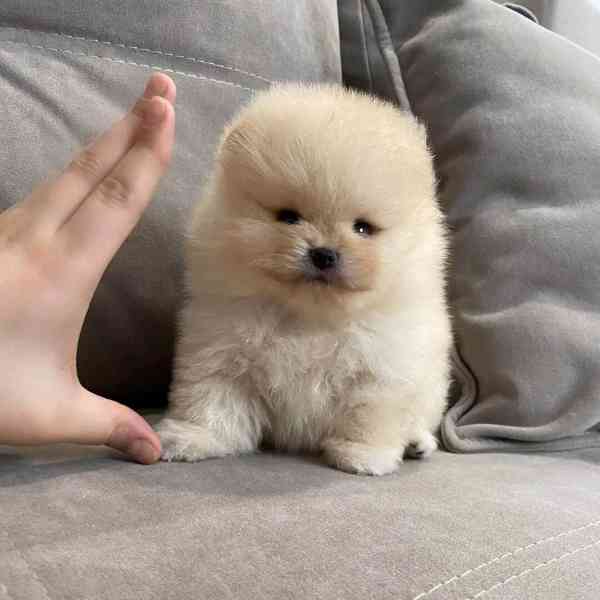 Pomeranian puppy  - foto 4