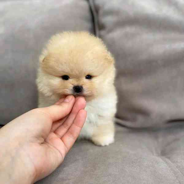 Pomeranian puppy  - foto 2