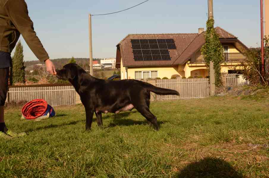 Labradorský retriever štěně s PP - foto 2