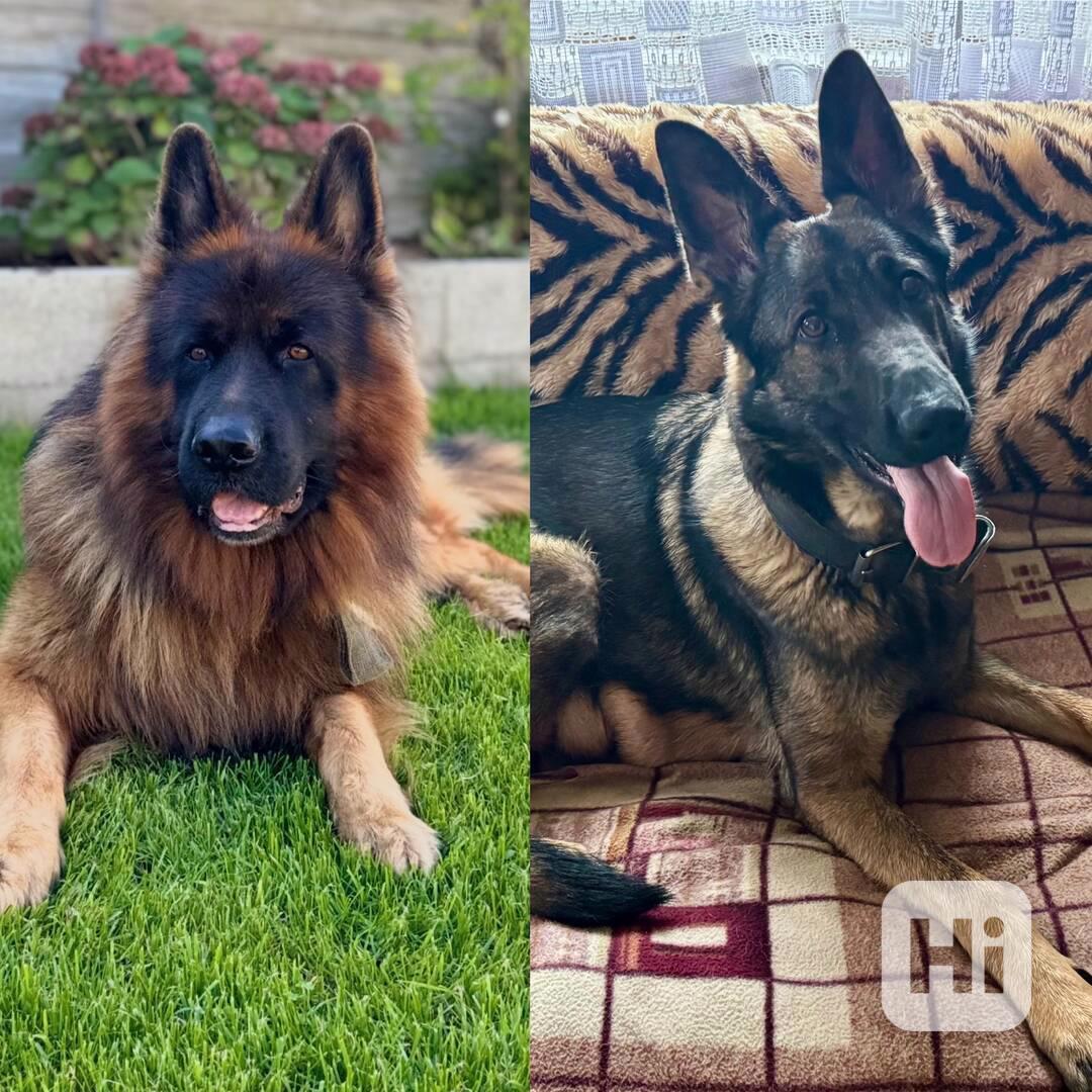 Štěňata německého ovčáka bez PP - foto 1