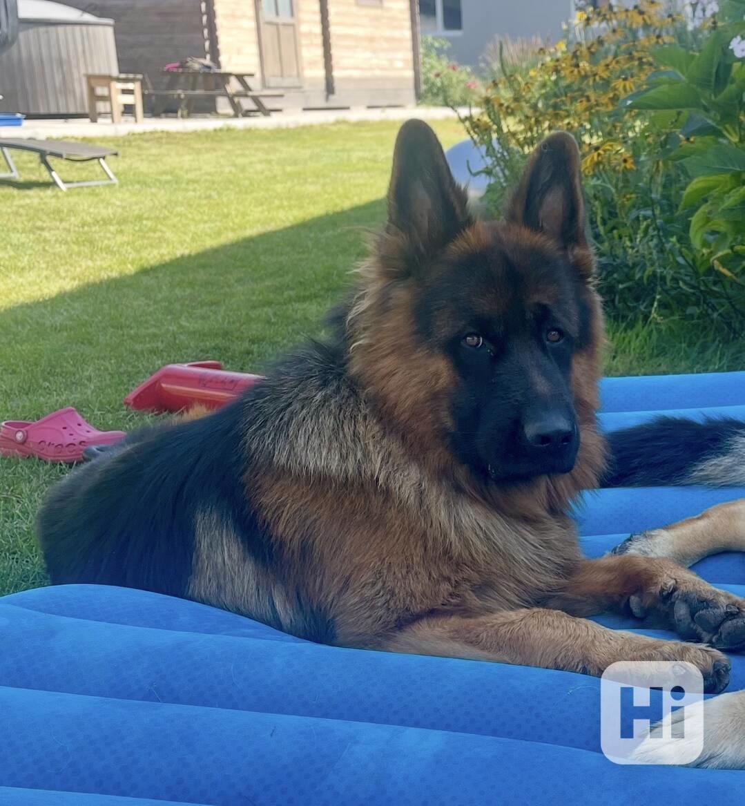 Štěňata německého ovčáka bez PP - foto 1