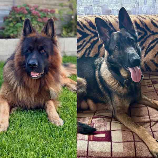 Štěňata německého ovčáka bez PP - foto 1