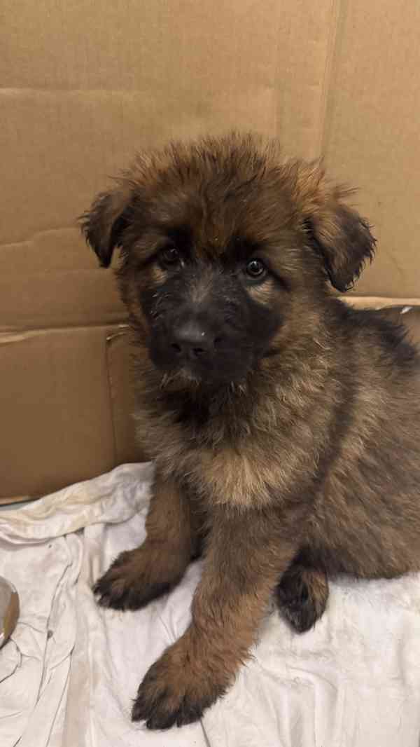 Štěňata německého ovčáka bez PP - foto 1