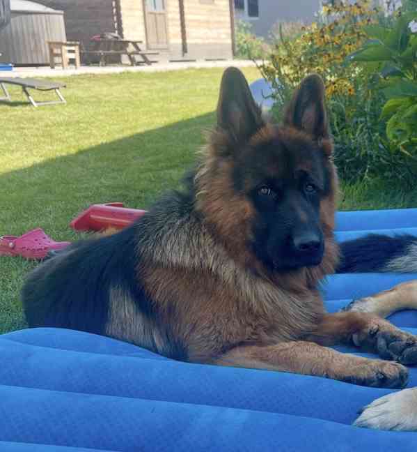 Štěňata německého ovčáka bez PP - foto 1