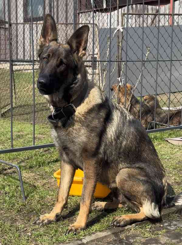 Štěňata německého ovčáka bez PP - foto 2