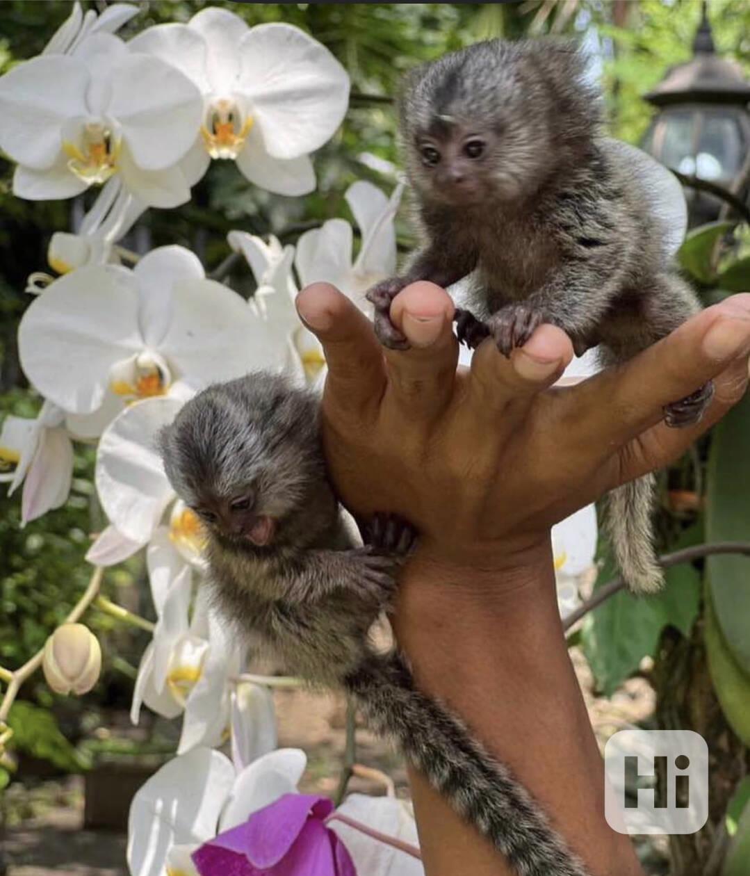 Rozkošné opice prstonožci k dispozici 🐒✨  - foto 1