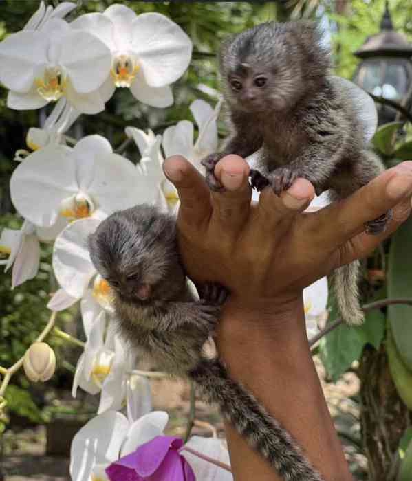 Rozkošné opice prstonožci k dispozici 🐒✨ 