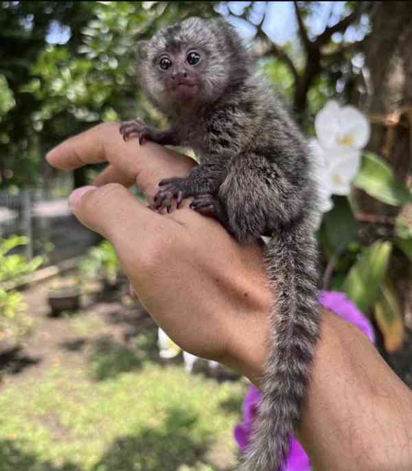 Rozkošné opice prstonožci k dispozici 🐒✨  - foto 2