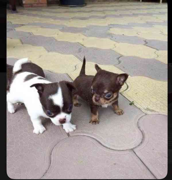 Štěňata čivavy - foto 1