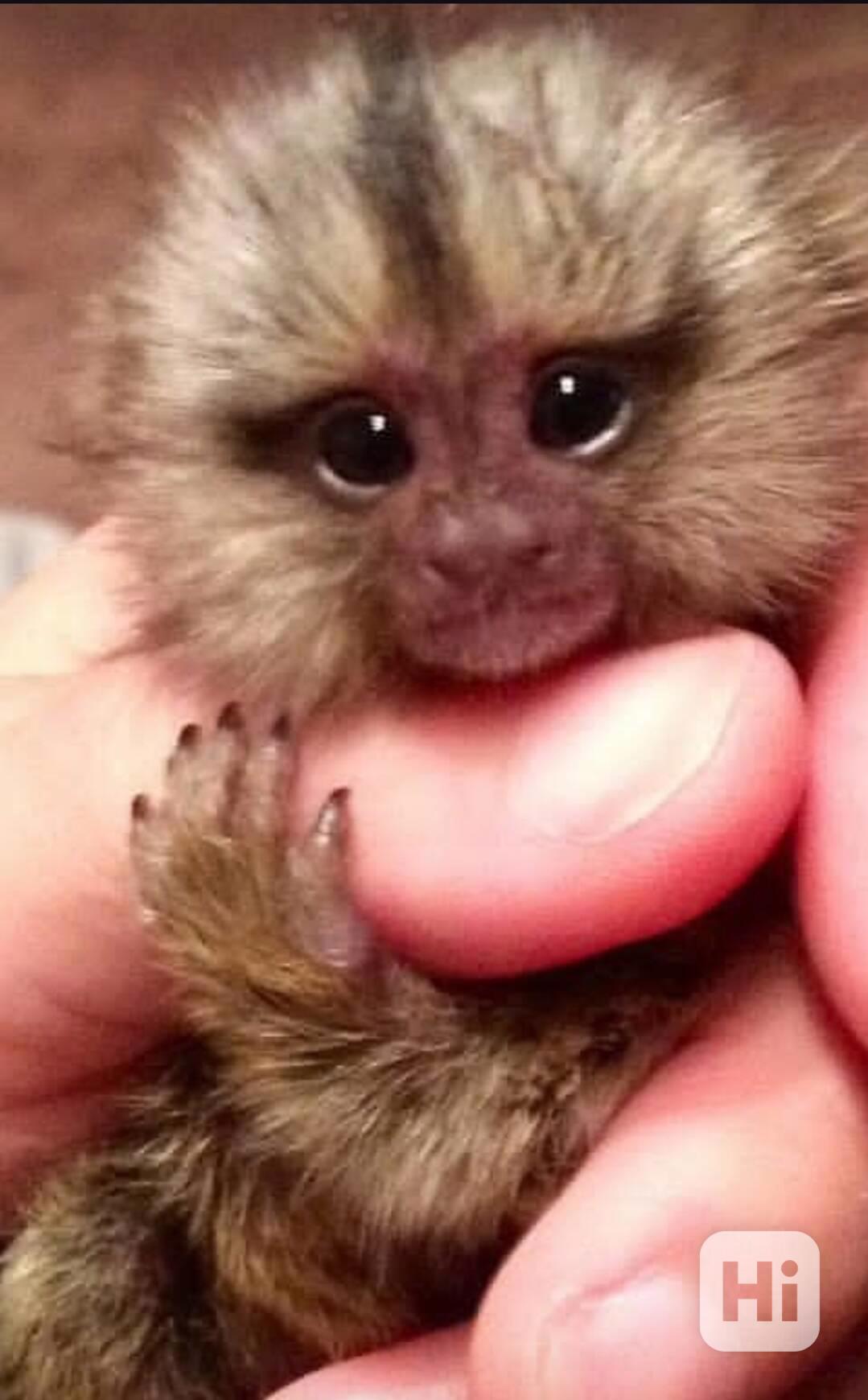 Kosmani k adopci zdarma - foto 1