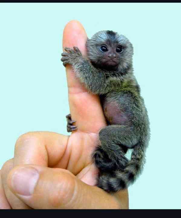 Kosmani k adopci zdarma - foto 2