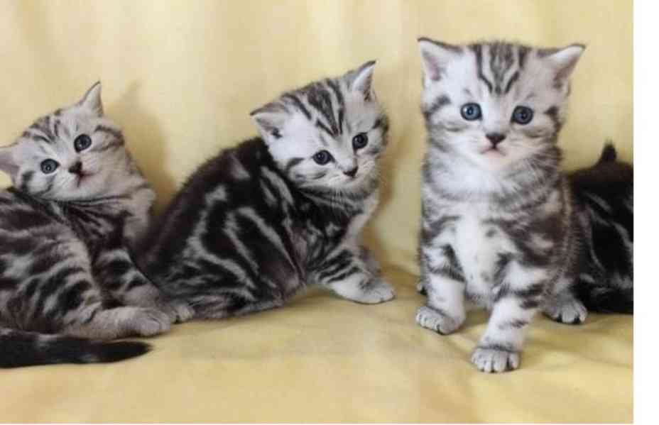 BKH Koťátka s rodokmenem