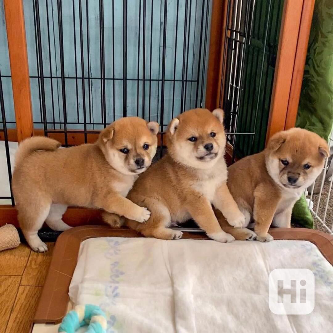 Shiba-inu na prodej~5.500 Kč - foto 1
