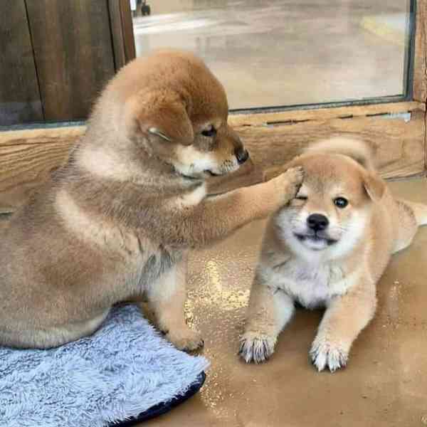 Shiba-inu na prodej~5.500 Kč - foto 2