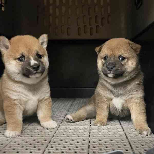 Shiba-inu na prodej~5.500 Kč - foto 3
