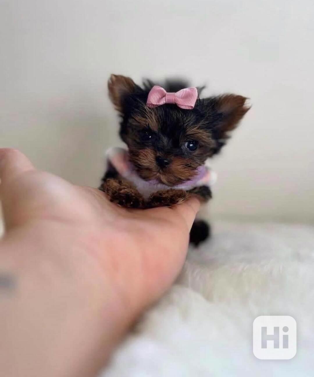 Štěňata yorkshirského kita k adopci zdarma - foto 1