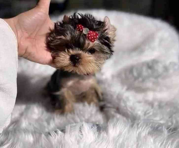 Štěňata yorkshirského kita k adopci zdarma - foto 2