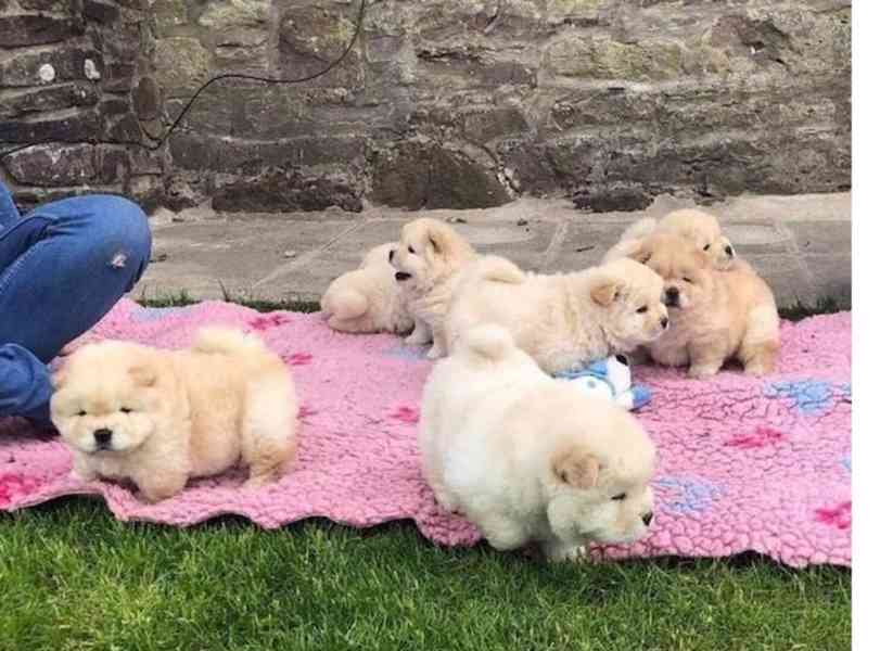 štěňátka čau čau k adopci - foto 1