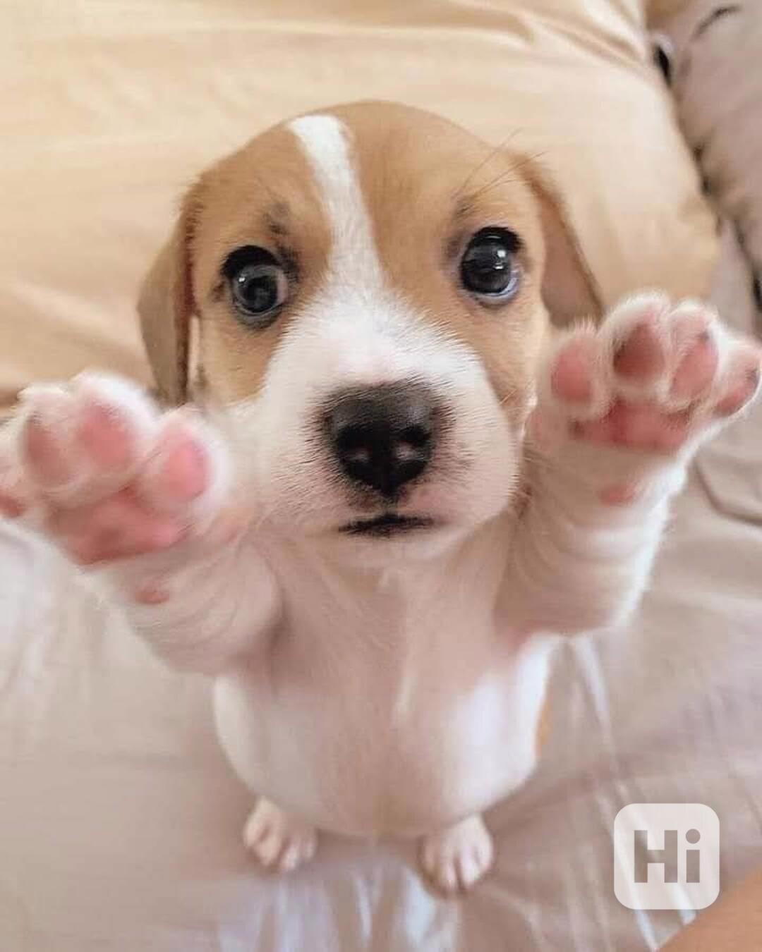 12týdenní štěně jack russella k adopci zdarma   - foto 1