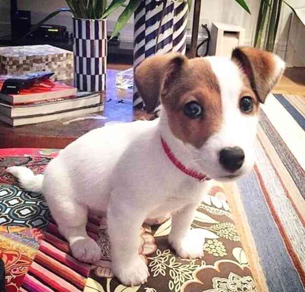 12týdenní štěně jack russella k adopci zdarma   - foto 2