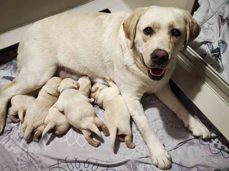 LABRADOR kluci s PP - foto 3
