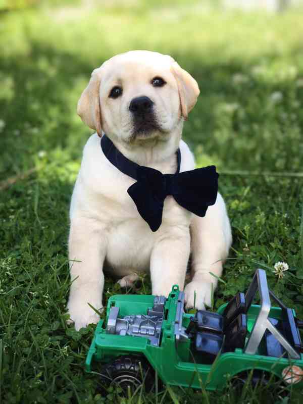LABRADOR kluci s PP - foto 2