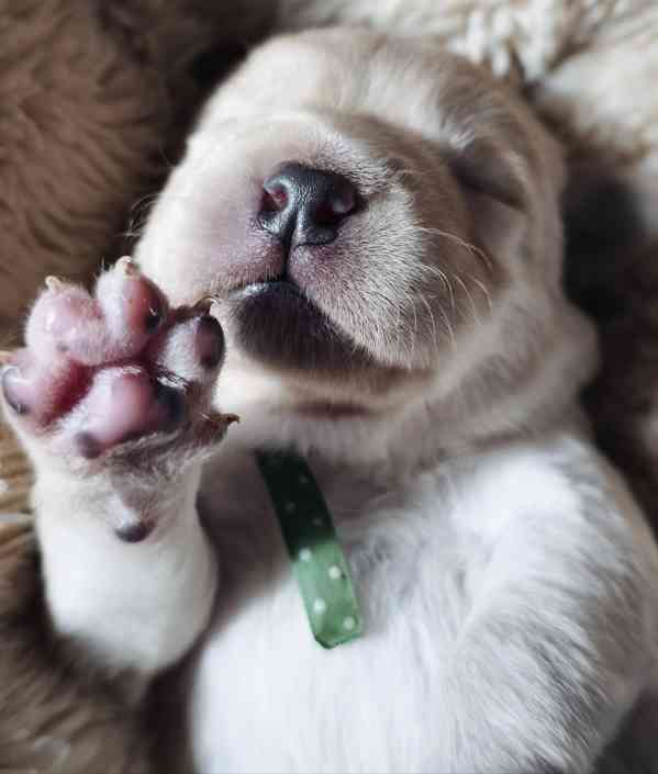 LABRADOR kluci s PP - foto 6