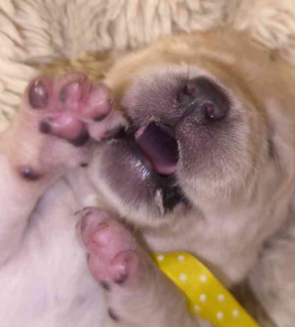 LABRADOR kluci s PP - foto 4