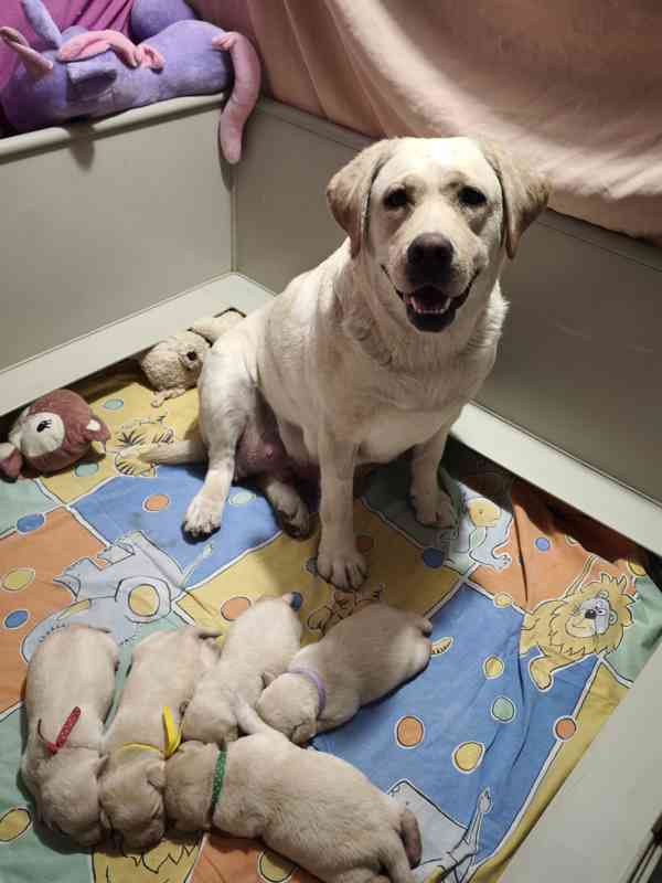 LABRADOR kluci s PP - foto 5