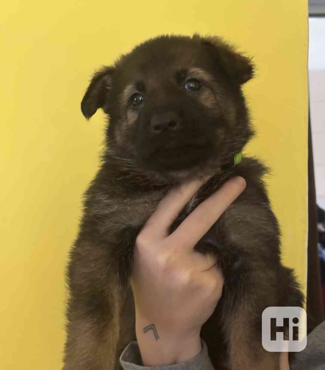 Německý ovčák - štěňata s PP - foto 1