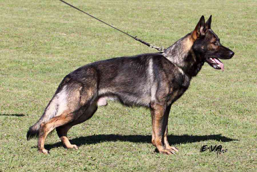 Německý ovčák - štěňata s PP - foto 7