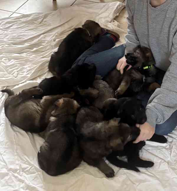 Německý ovčák - štěňata s PP - foto 2