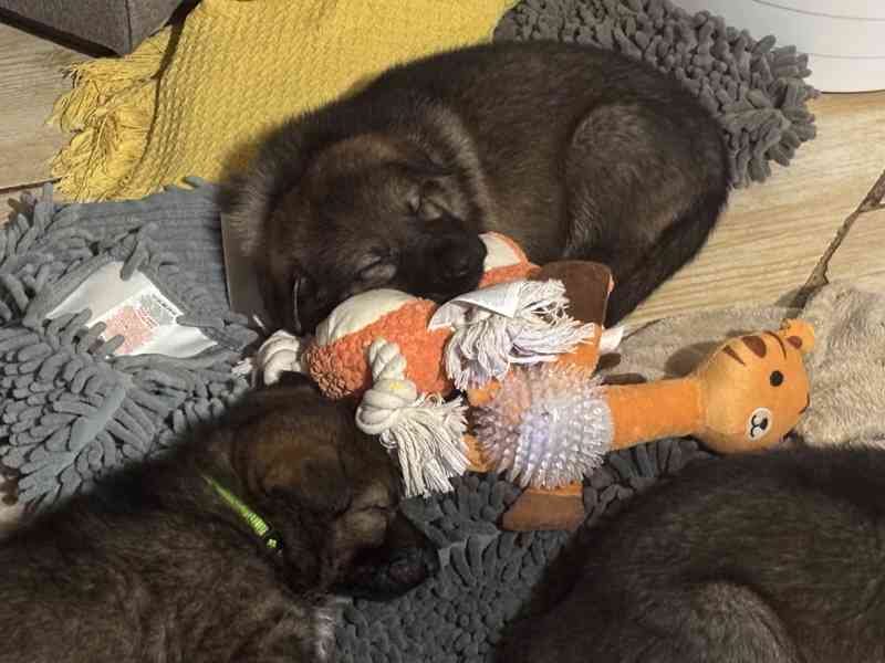 Německý ovčák - štěňata s PP - foto 4