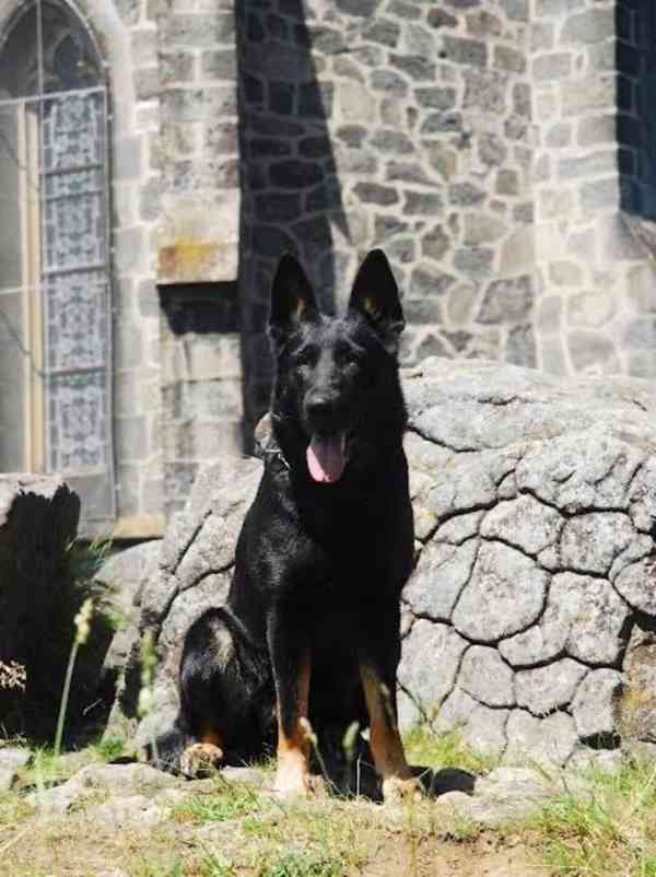 Německý ovčák - štěňata s PP - foto 5