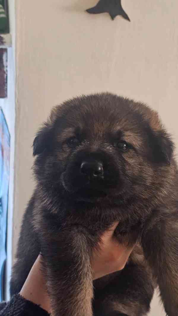 Německý ovčák - štěňata s PP - foto 3